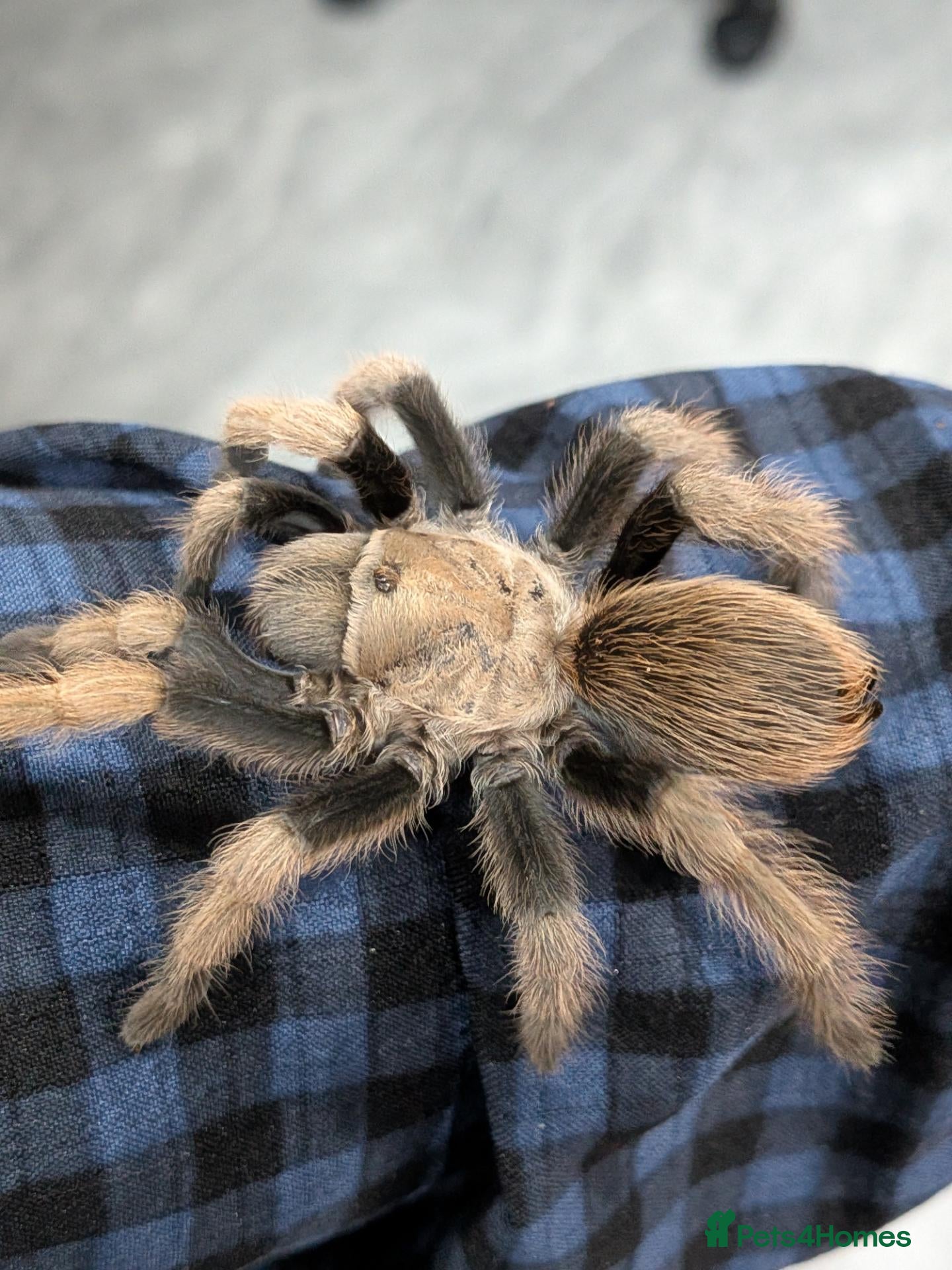 Tarantulas invertebrates Various Tarantulas (read description)  - Advert 1