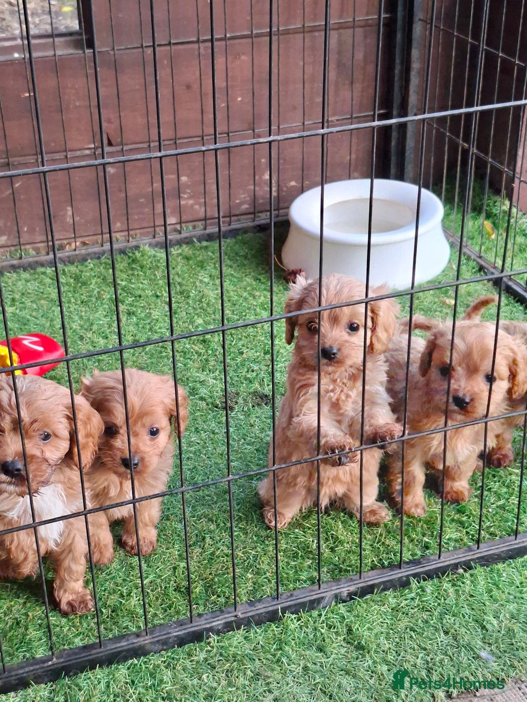 Cavapoo dogs for sale: Adorable F1 Cavapoo puppies  - Advert 10