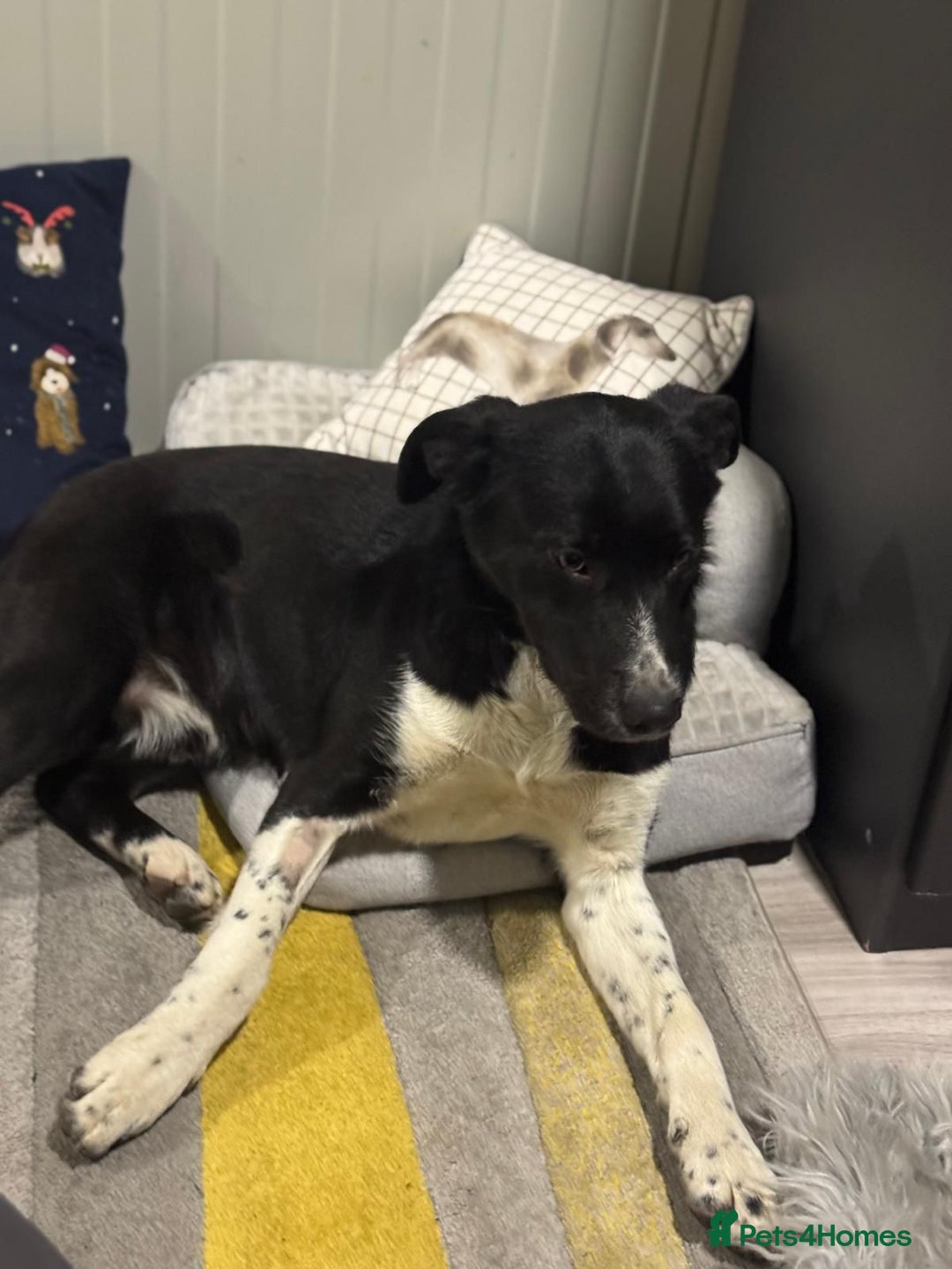 Mixed Breed dogs for adoption: Gorgeous Maylo looking for love - Advert 4