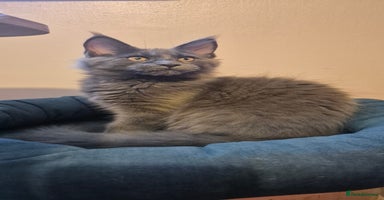 Maine Coon cats - Advert 3