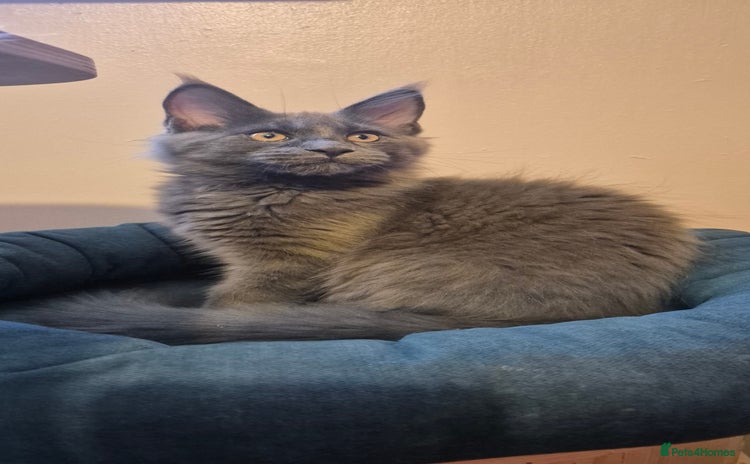 Maine Coon cats - Advert 5