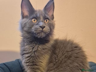 Maine Coon cats - Advert 7