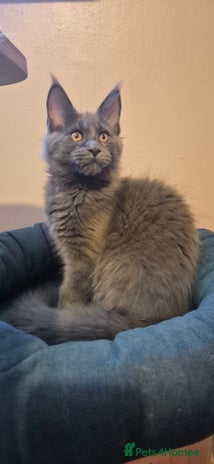 Maine Coon cats - Advert 5