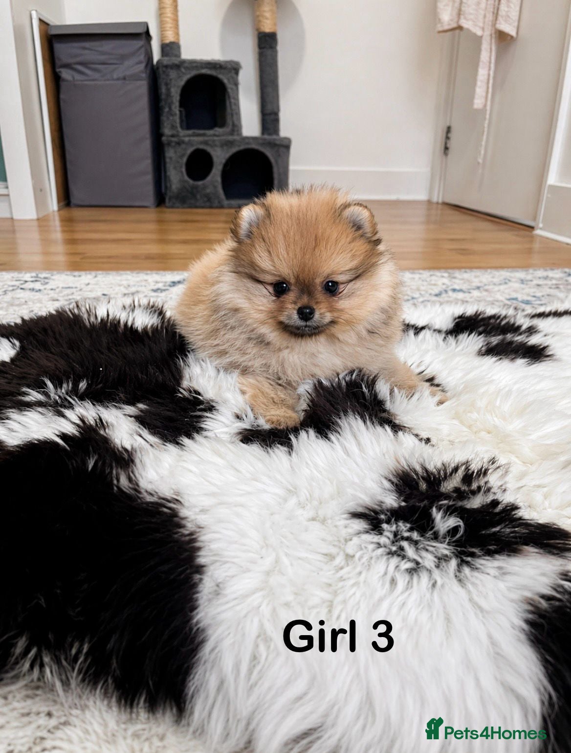 Pomeranian dogs KC Quality Pomeranians - Advert 2