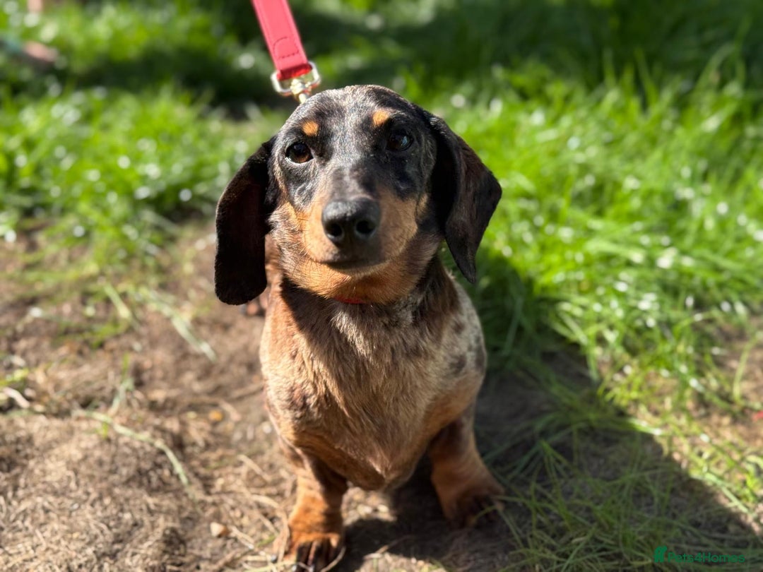 Miniature Dachshund dogs for stud: 🌟KC Registered Silver Dapple Miniature Dachshund - Advert 3