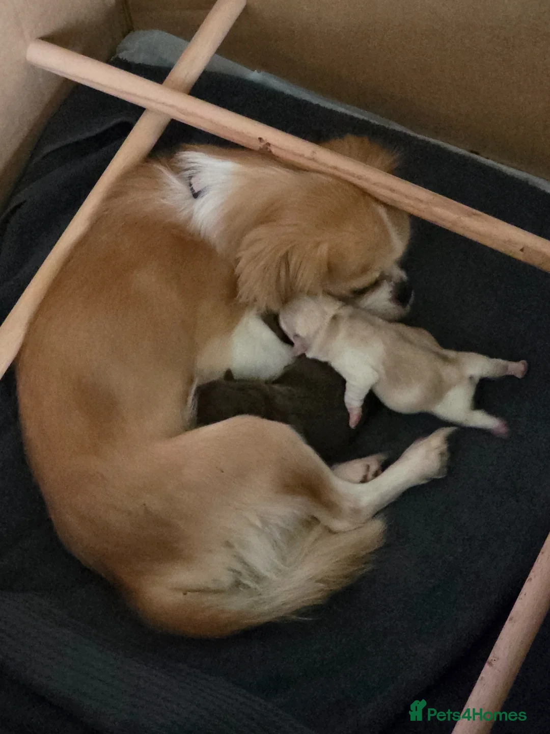 Chug dogs for sale: chug puppies  in Wednesbury - Advert 1