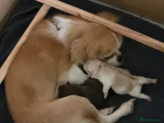 Chug dogs chug puppies - Advert 1