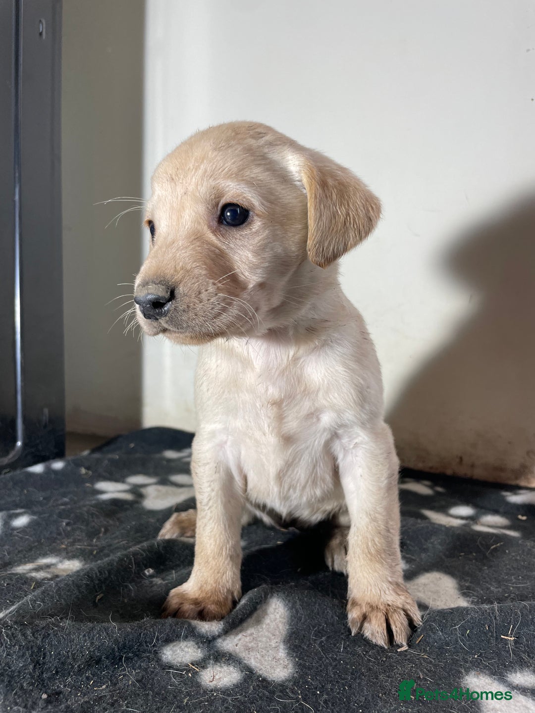 Labrador Retriever dogs for sale: Stunning chunky Labrador pups  - Advert 21