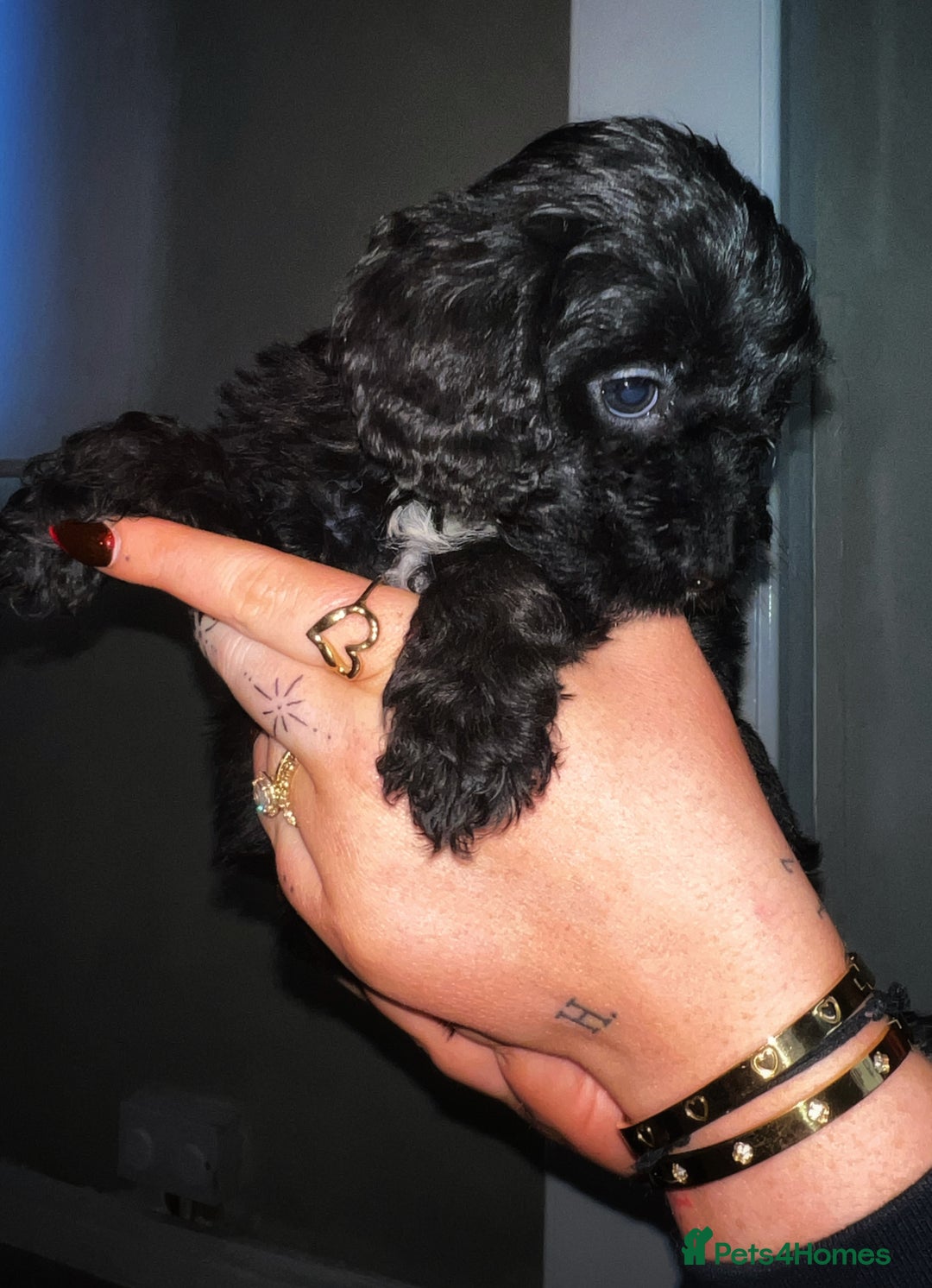 Cavapoo dogs for sale: Iconic cavapoo litter health tested parentage  - Advert 3