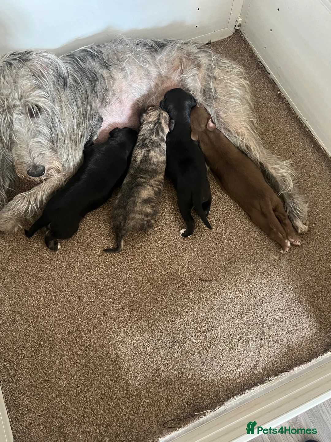 Bedlington Terrier dogs for sale: Bedy/whip pups - Advert 2