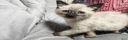 Mixed Breed cats for sale: Wonderful blue-eyed little ones. - Advert 1