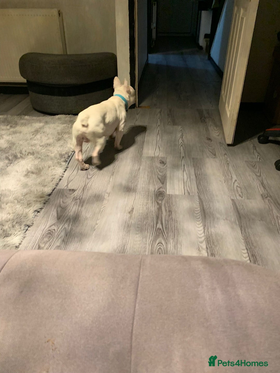 French Bulldog dogs for sale: Best offer - Advert 3