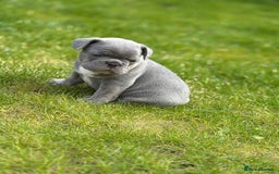 French Bulldog dogs for sale: Gorgeous French Bulldog Puppies For Sale  - Image 1
