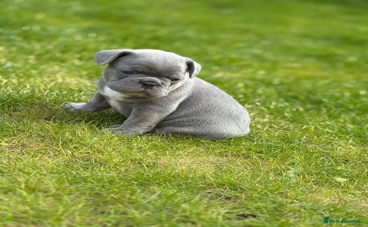 French Bulldog dogs - Advert 12