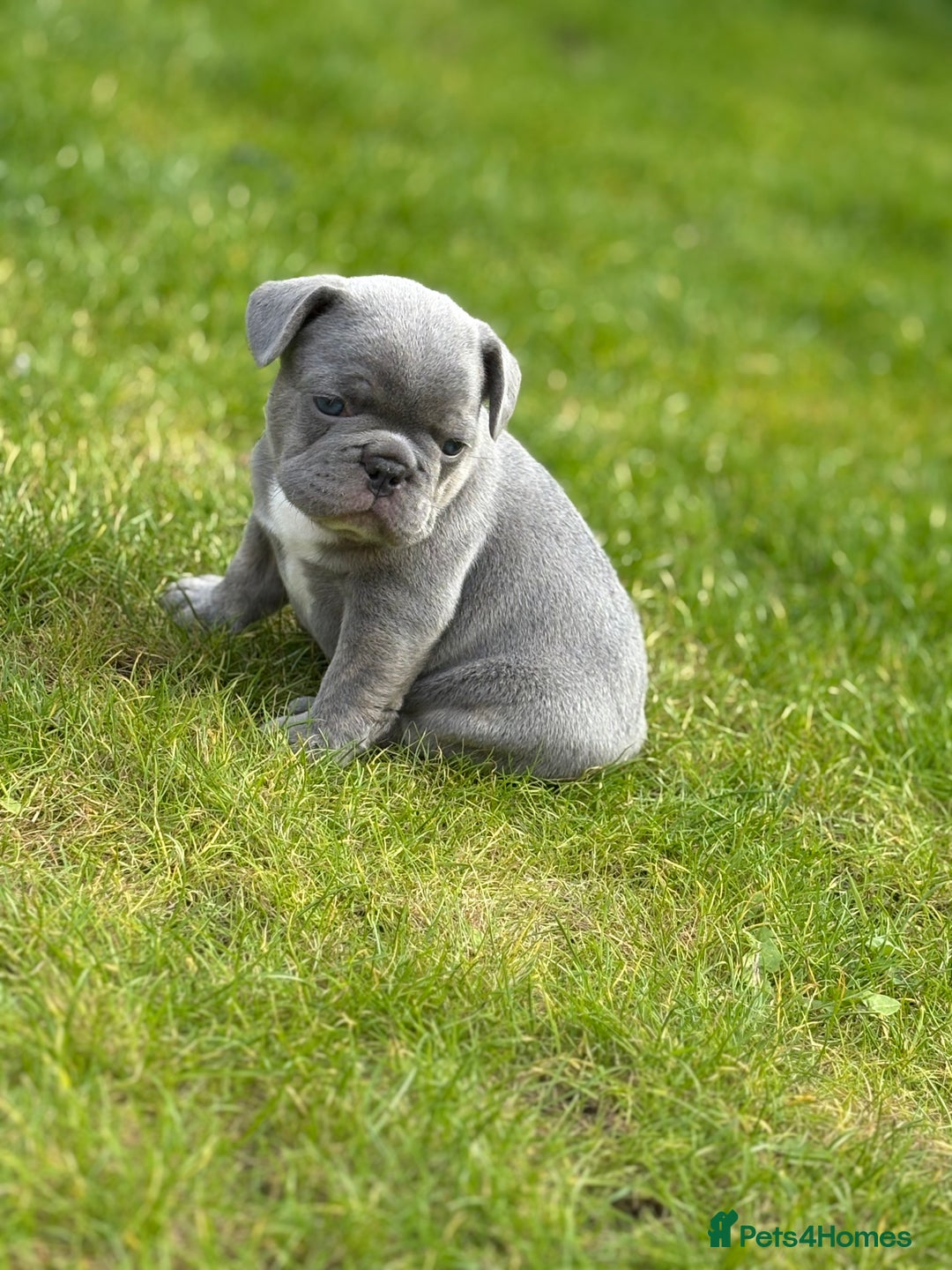 French Bulldog dogs for sale: Gorgeous French Bulldog Puppies For Sale  - Image 1