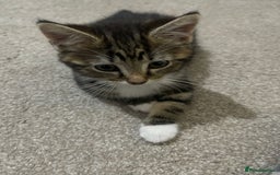 Domestic Shorthair cats for sale: Kitten for sale  - Image 6