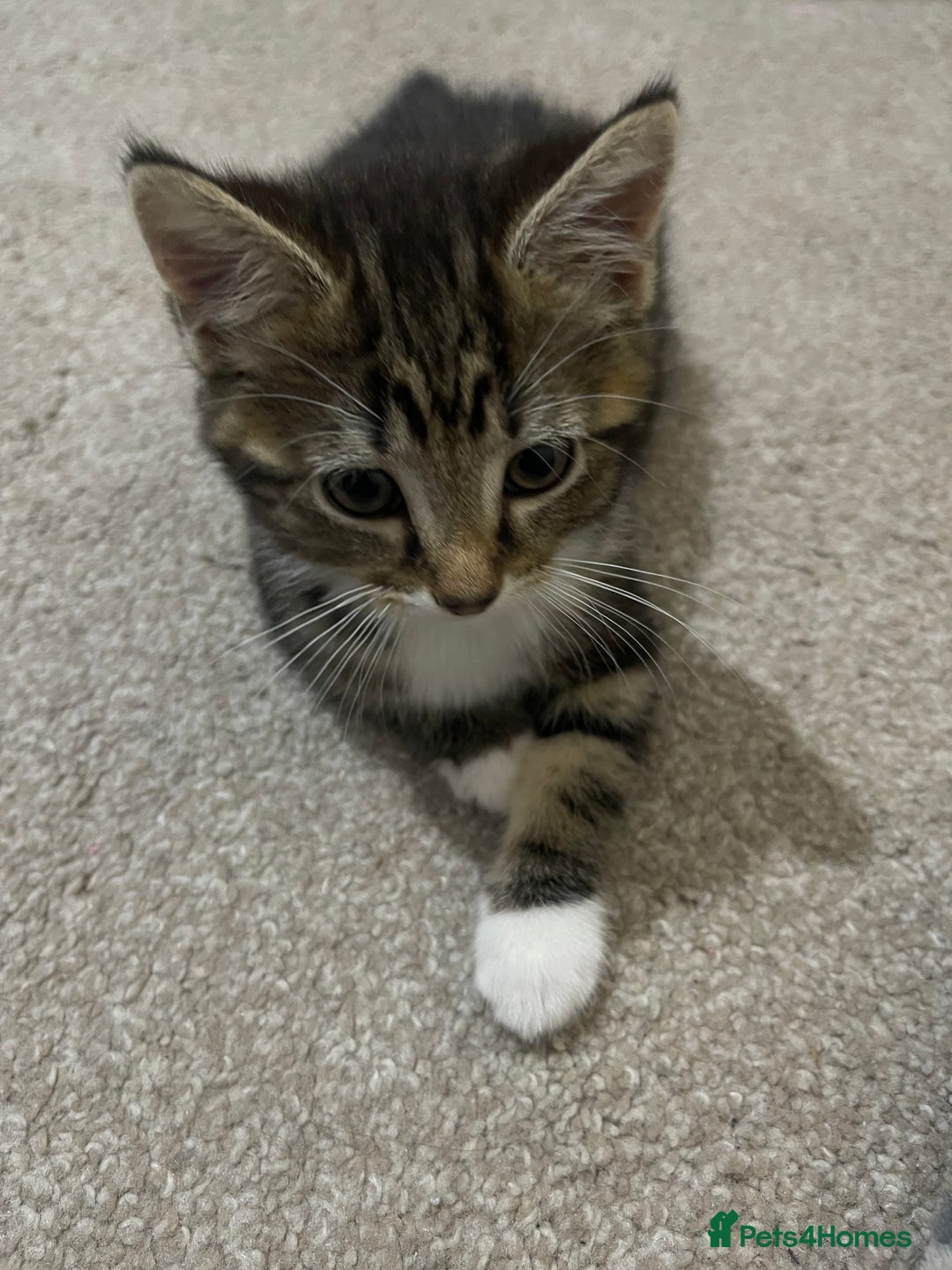 Domestic Shorthair cats for sale: Kitten for sale  - Image 6