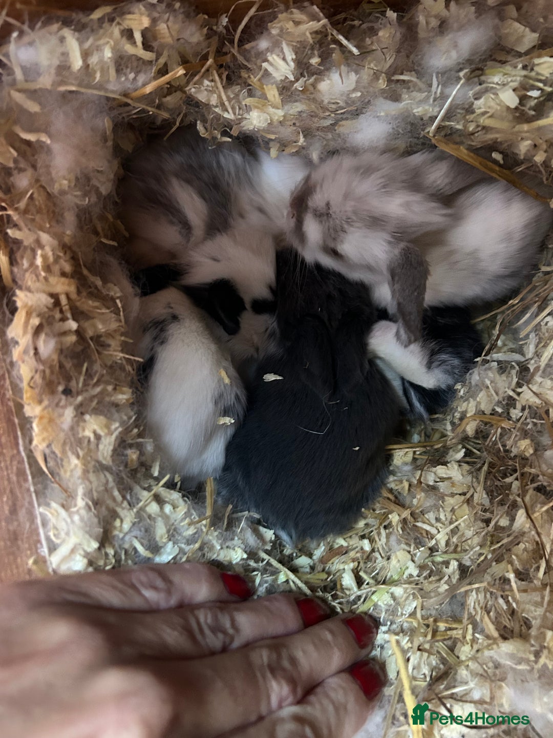Mini Lop rabbits for sale: Waiting list open for Mini lops & lionlops - Image 2