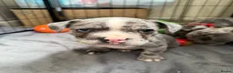 Mixed Breed dogs for sale: French bulldog x Staffordshire bull terrier Fraffy - Advert 10