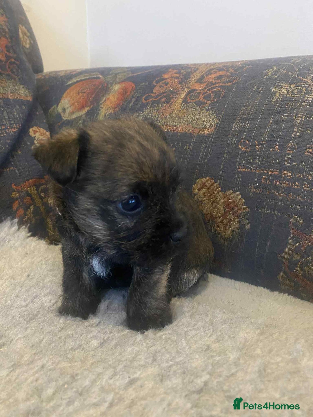 Mixed Breed dogs for sale: Border x Cairn Terrier puppies - Image 4