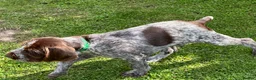 German Wirehaired Pointer dogs for sale: Ready to go Wiredhaired German pointer pups  - Advert 8