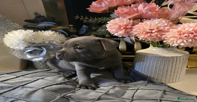 Staffordshire Bull Terrier dogs - Advert 6