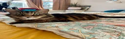 Domestic Shorthair cats for adoption: Lucky is looking for special forever home  - Advert 7