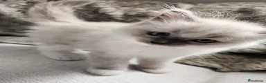 Ragdoll 1