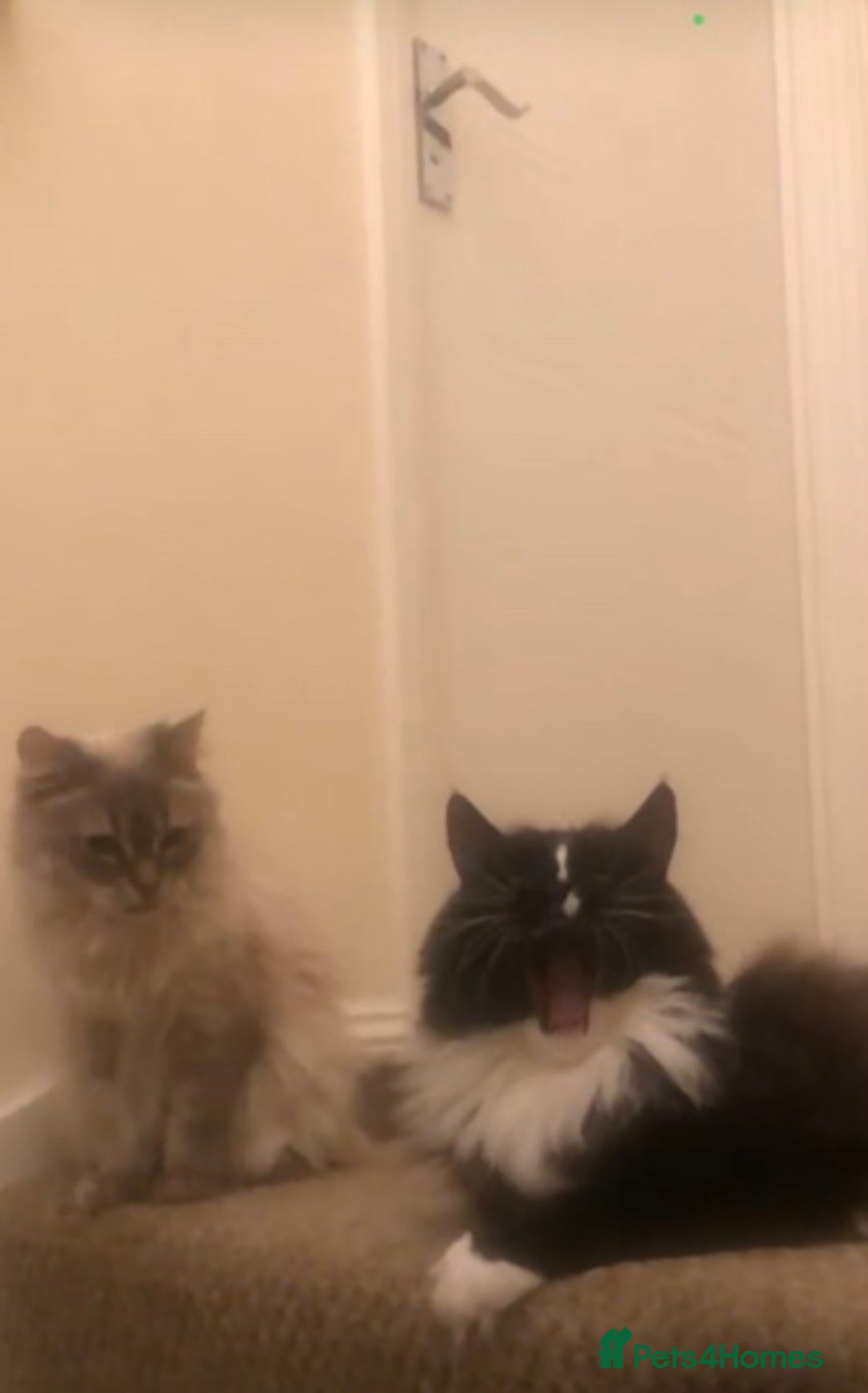 Ragdoll cats for sale: Two Ragdolls. Mom and Son. Ready for new home. - Image 19