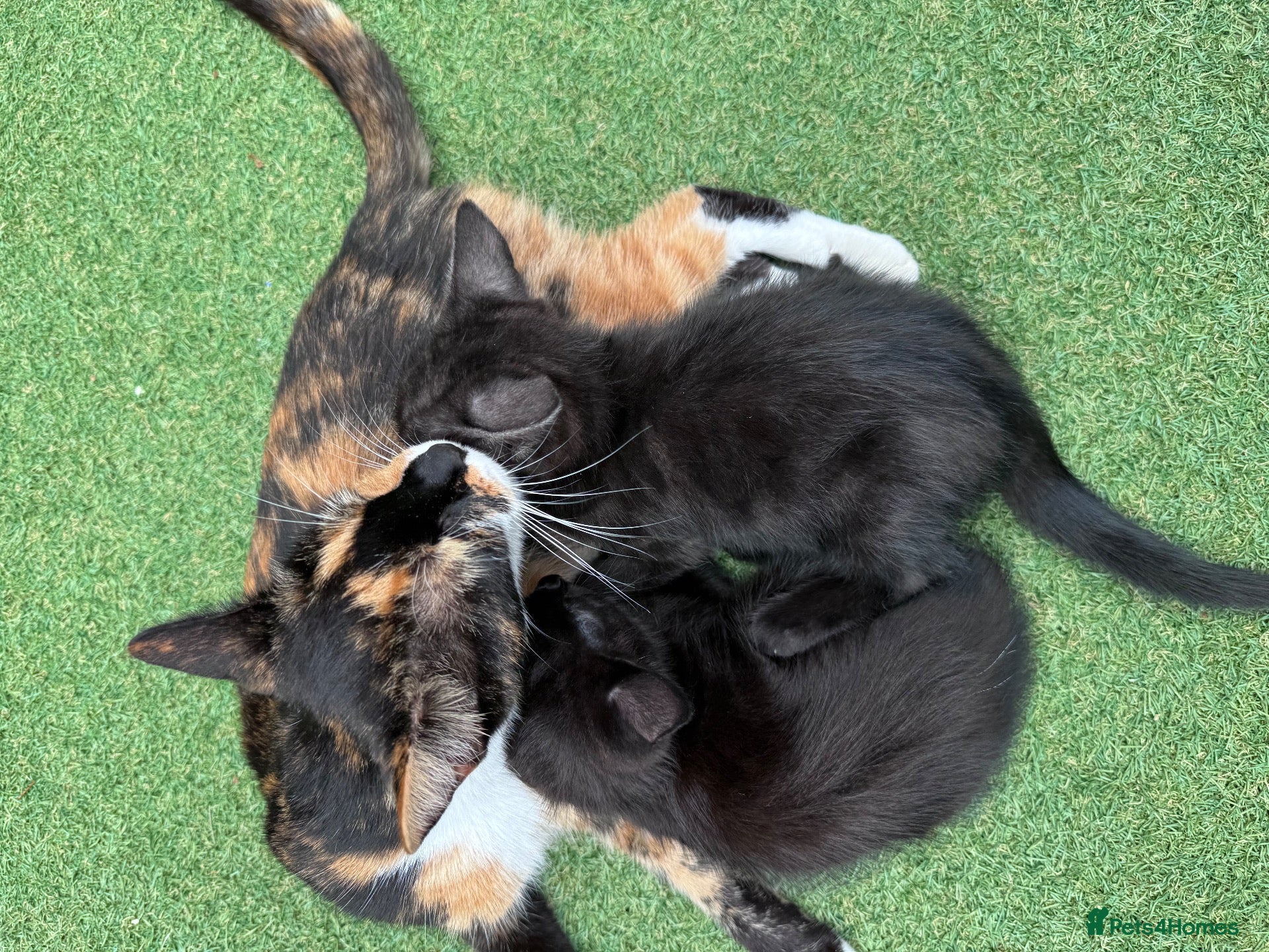 Mixed Breed cats Gorgeous kittens  - Advert 2