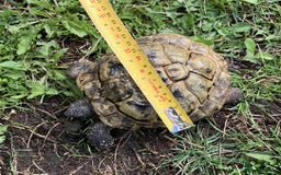 Hermann Tortoise reptiles for sale: 19 year old Hermann Tortoise called Victor - Image 7