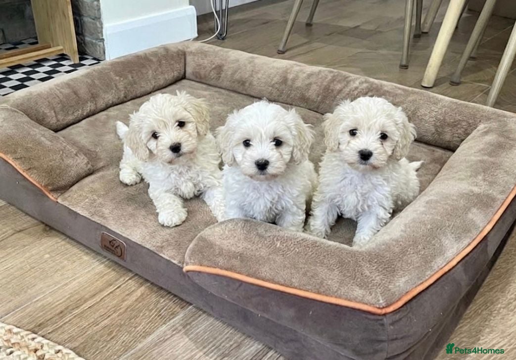 Cockapoo dogs Cockapoo Puppies  - Advert 3