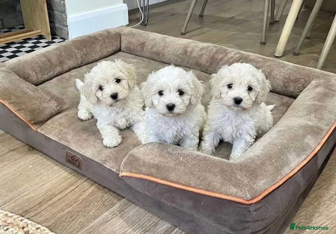Cockapoo dogs for sale: Cockapoo Puppies  - Advert 1