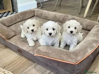 Cockapoo dogs Cockapoo Puppies - Advert 3