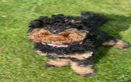 Toy Poodle dogs for sale: KC toy poodle puppies - Image 19