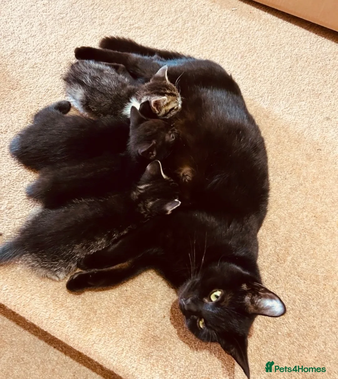 Mixed Breed cats for sale: beautiful tabby kitten - Advert 5