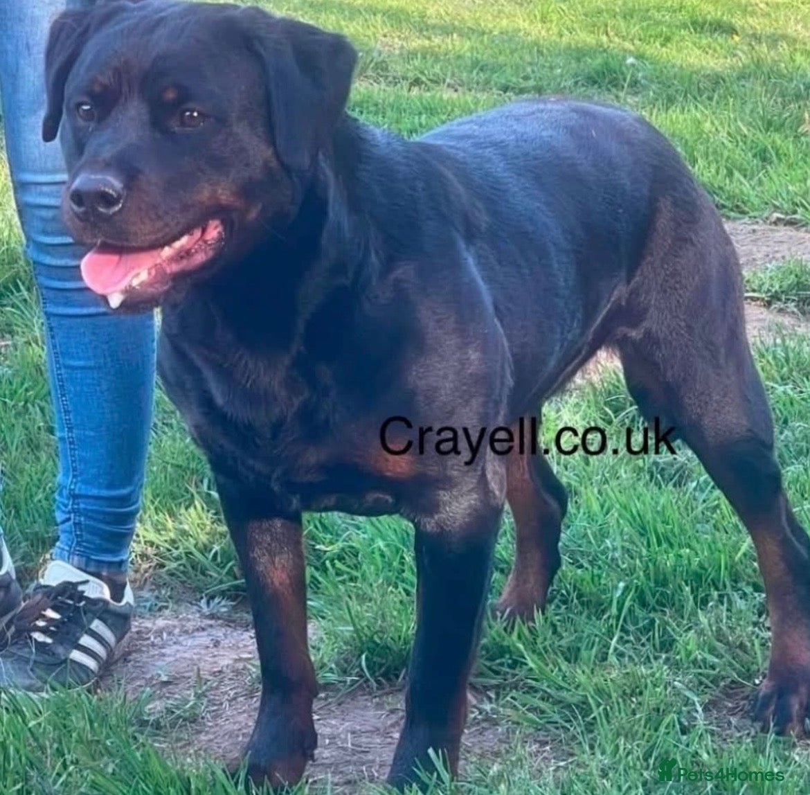 Rottweiler dogs ADRK German bloodline Rottweiler puppies     - Advert 1