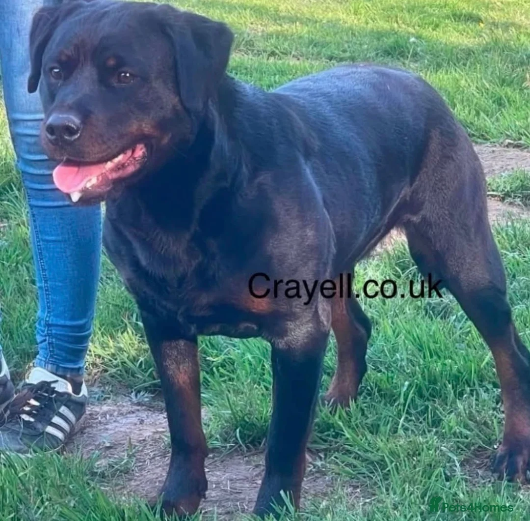 Rottweiler dogs for sale: ADRK German bloodline Rottweiler puppies     - Advert 1