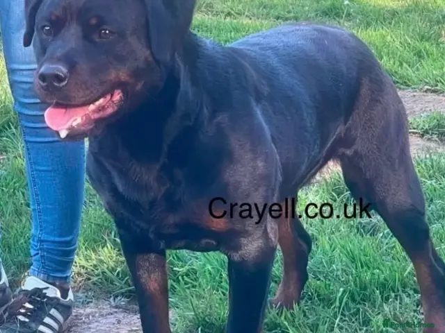 Rottweiler dogs for sale: ADRK German bloodline Rottweiler puppies - Advert 1