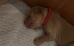 Golden Retriever dogs for sale: KC Registered Golden Retriever puppies - Image 2