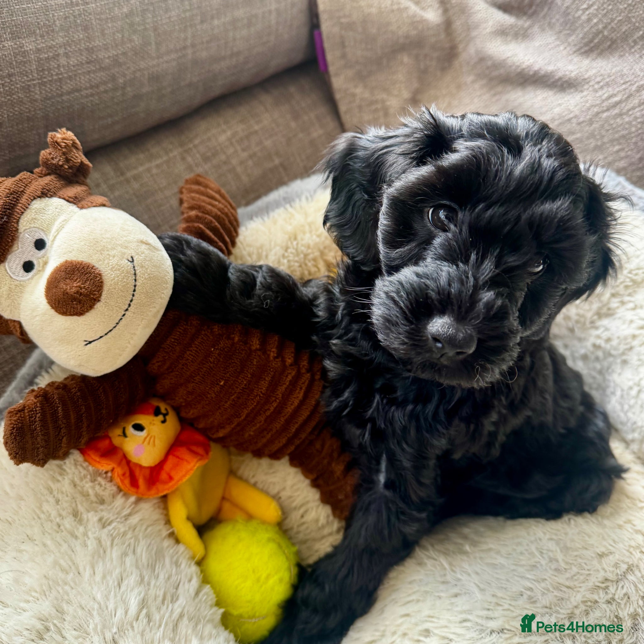 Cockapoo dogs Beautiful black Cockapoo boy ready in April - Advert 1