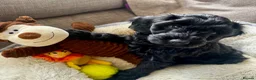 Cockapoo dogs for sale: RESERVED: Beautiful black Cockapoo boy - Advert 1