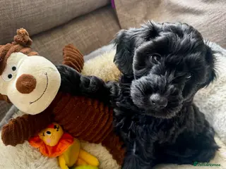 Cockapoo dogs for sale: RESERVED: Beautiful black Cockapoo boy - Advert 2