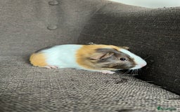 Guinea Pig rodents for sale: Baby BOY Guinea Pigs - Image 8