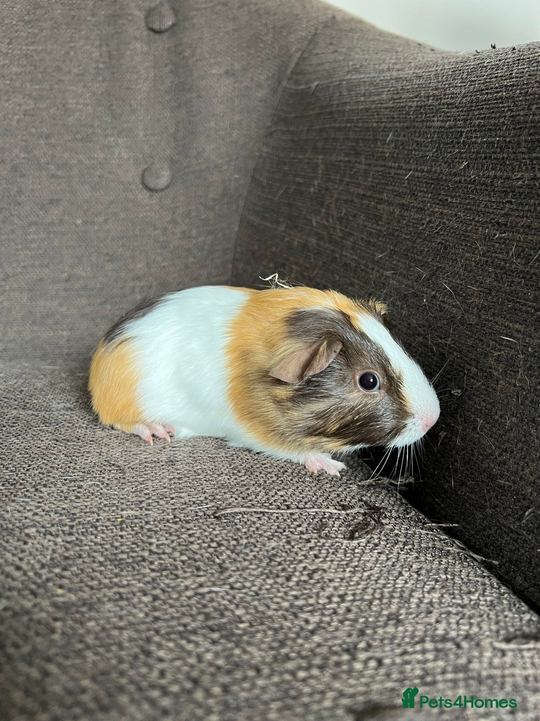 Guinea Pig rodents for sale: Baby BOY Guinea Pigs - Image 8