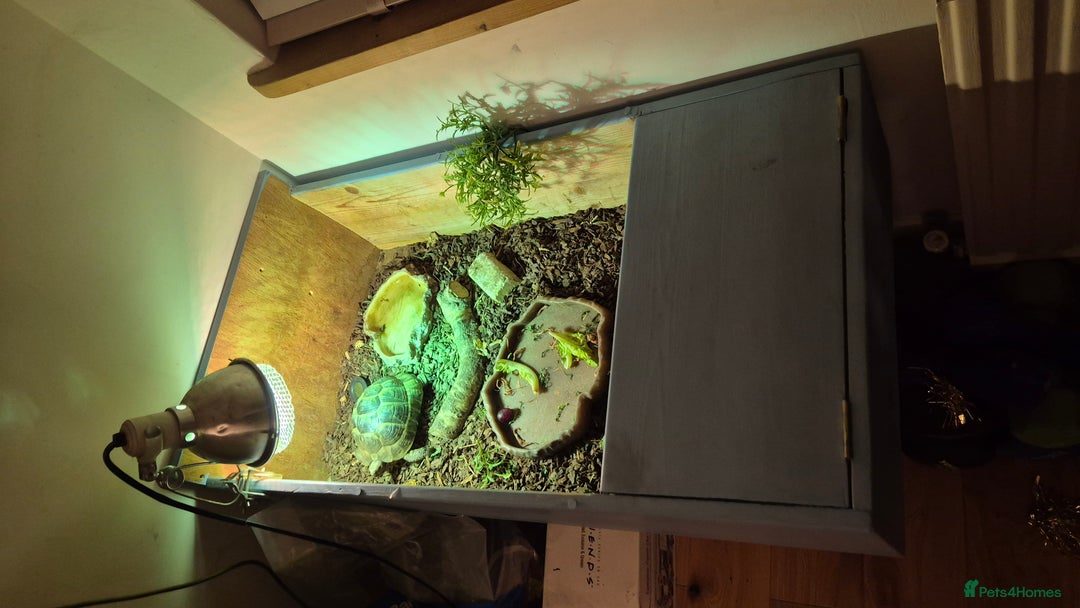 Tortoise reptiles for sale: Spur-thighed Tortoise - Advert 1