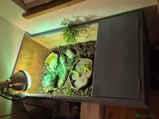 Tortoise reptiles Spur-thighed Tortoise - Advert 20