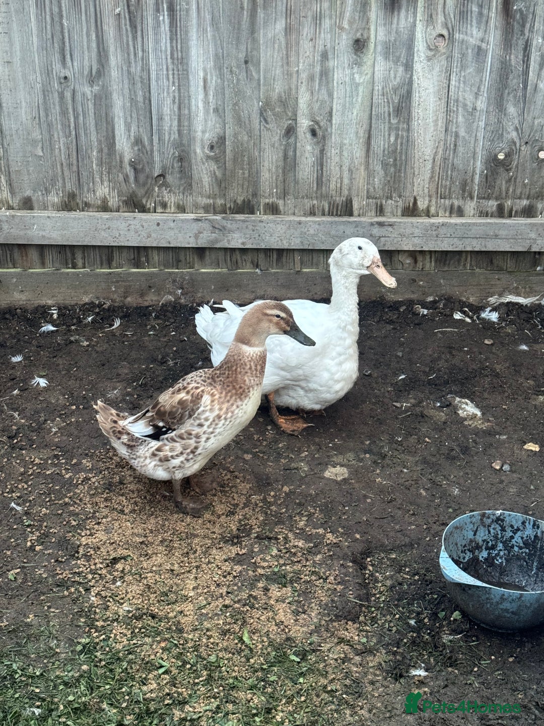 Ducks poultry for sale: Ducks  - Image 1