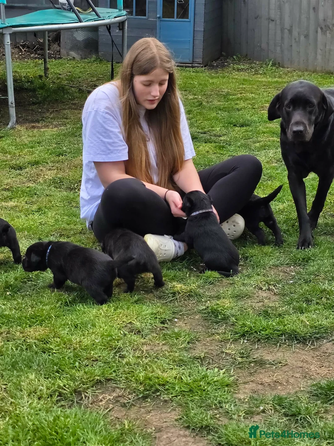 Labrador Retriever dogs for sale: Stunning KC Labrador Puppies With Mam&Dad at Home - Advert 1