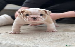 English Bulldog dogs for stud: Red Bulldog Stud - Image 22
